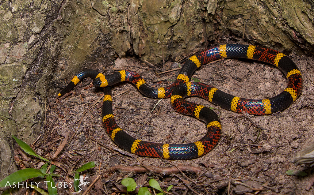 Texas Coral Snake