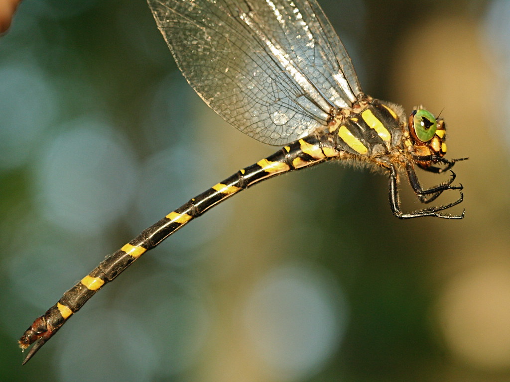 Tiger Spiketail