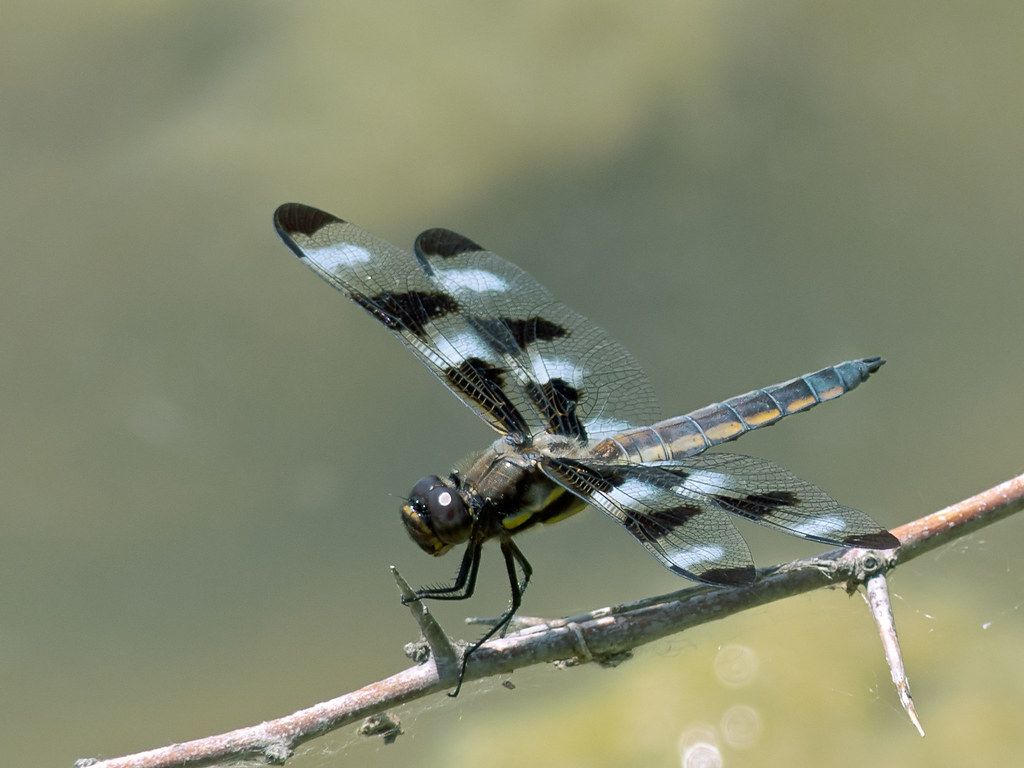 Twelve-Spotted Skimmer