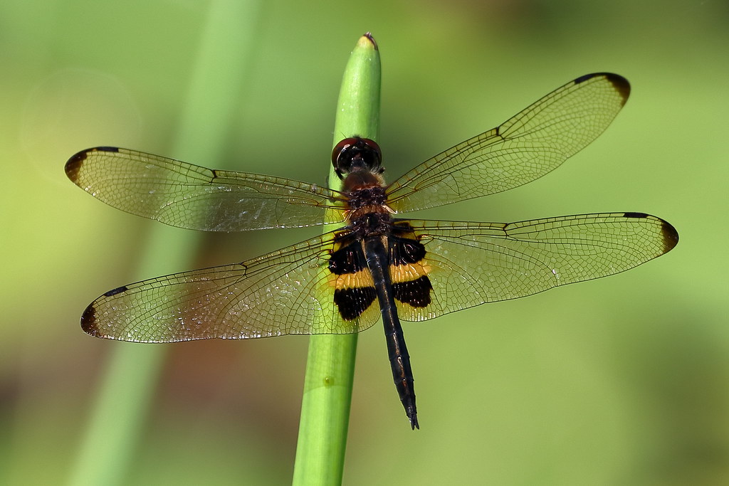 Yellow-Striped Flutterer