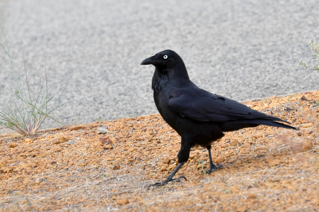 Australian Raven