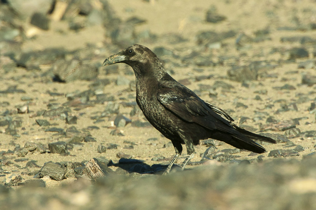 Brown-necked Raven