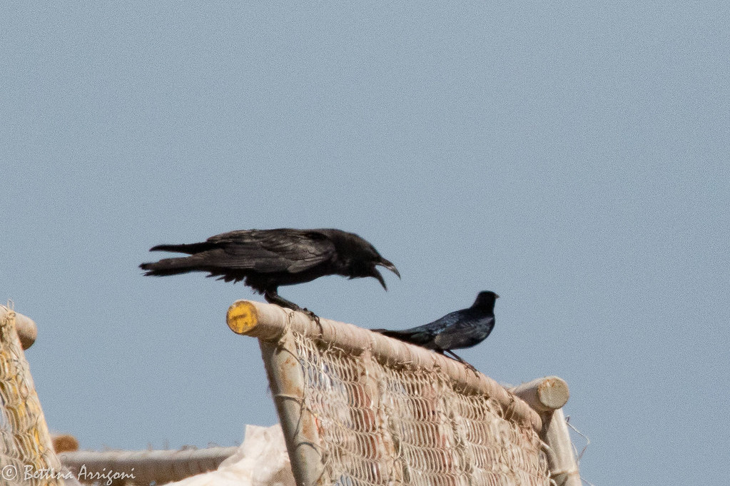 Chihuahuan Raven