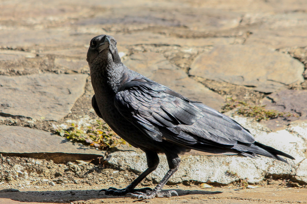 Fan-tailed Raven