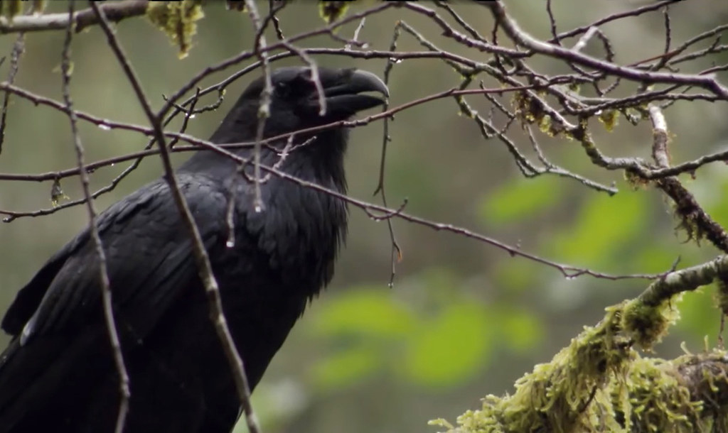 Forest Raven