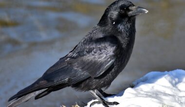 Species of Ravens