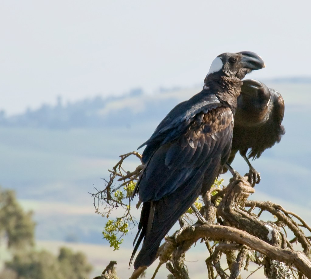 Thick-billed Raven