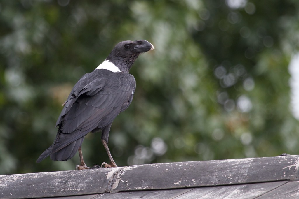 White-necked Raven