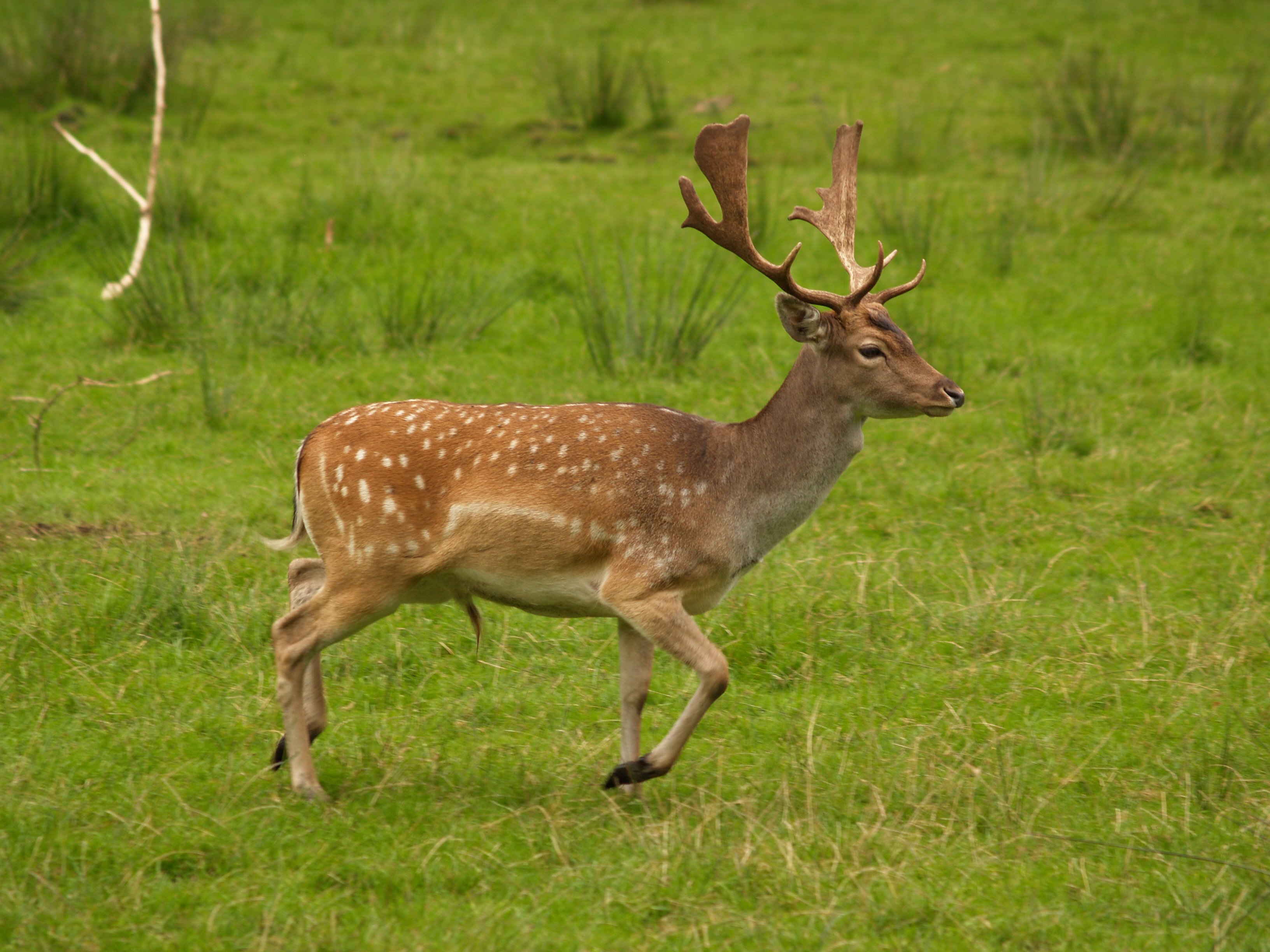 The 5 Deer Species You Can Find in Texas