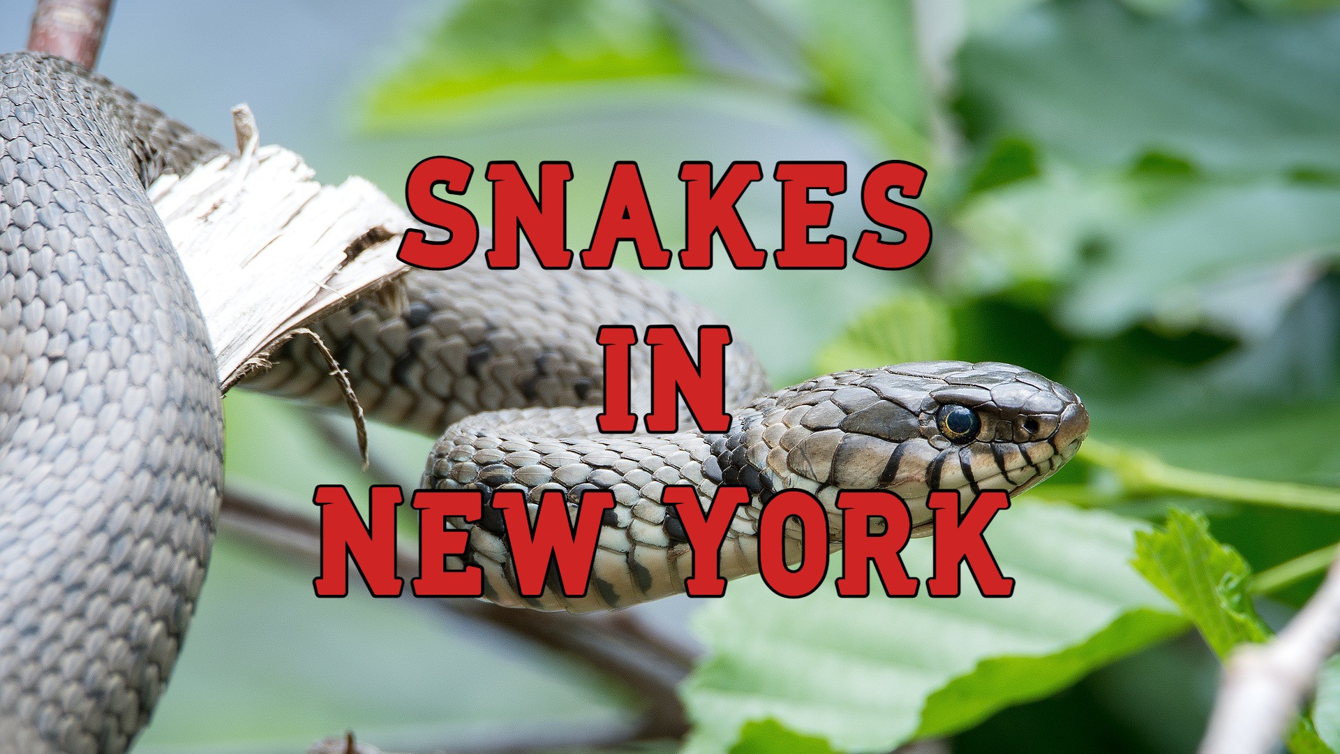 A Guide to Different Types of Snakes in New York