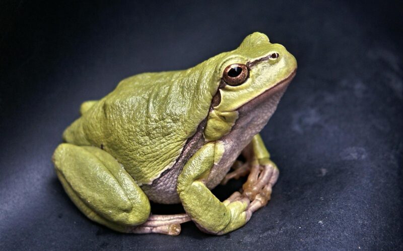 frogs in florida