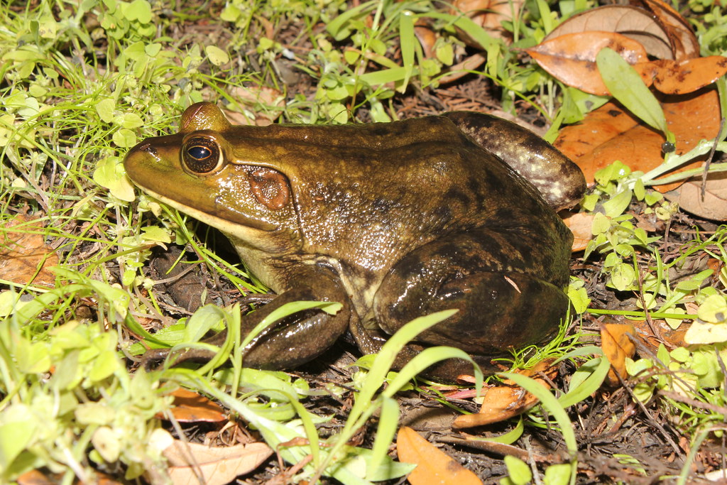 Pig Frog