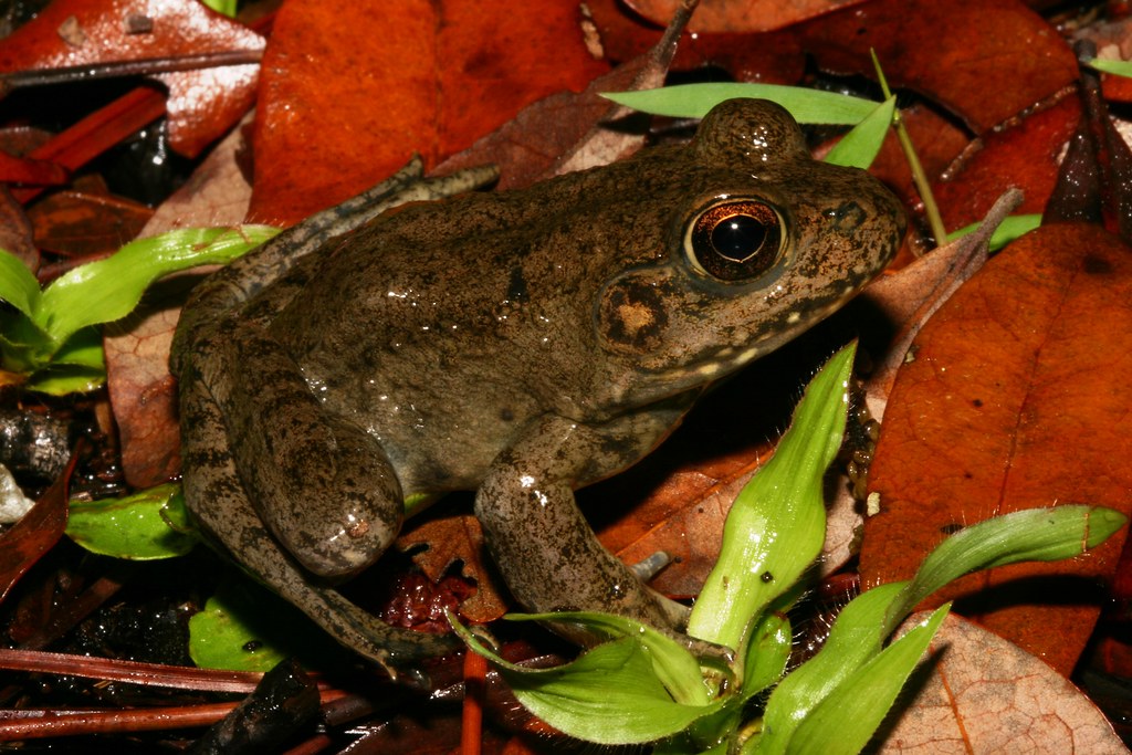 River Frog