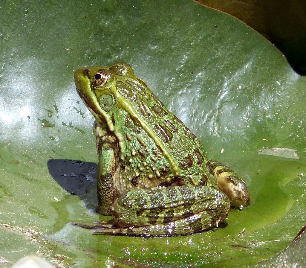 Southern Leopard Frog