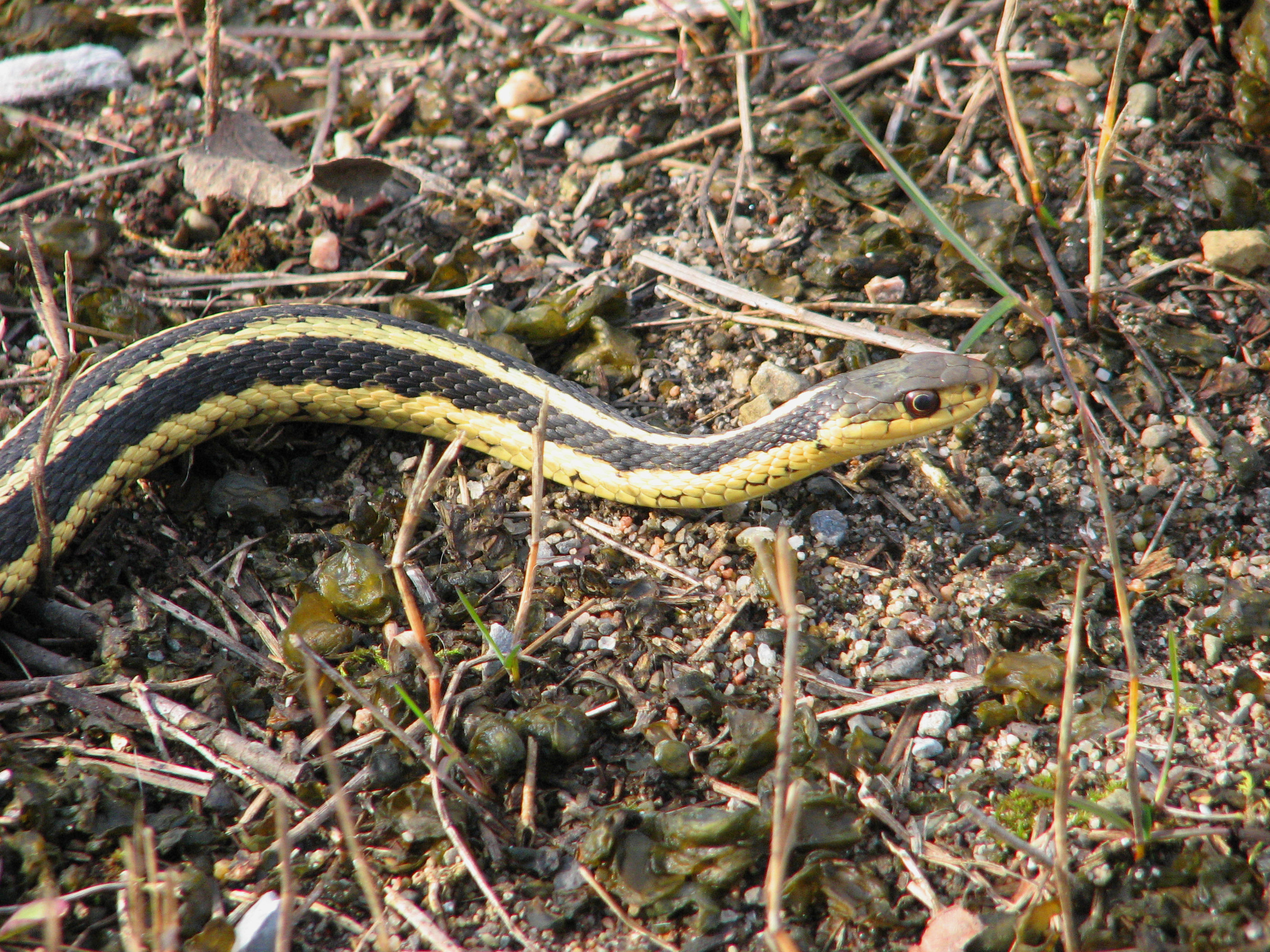 Eastern Garter Snake - types of snakes in tennessee
