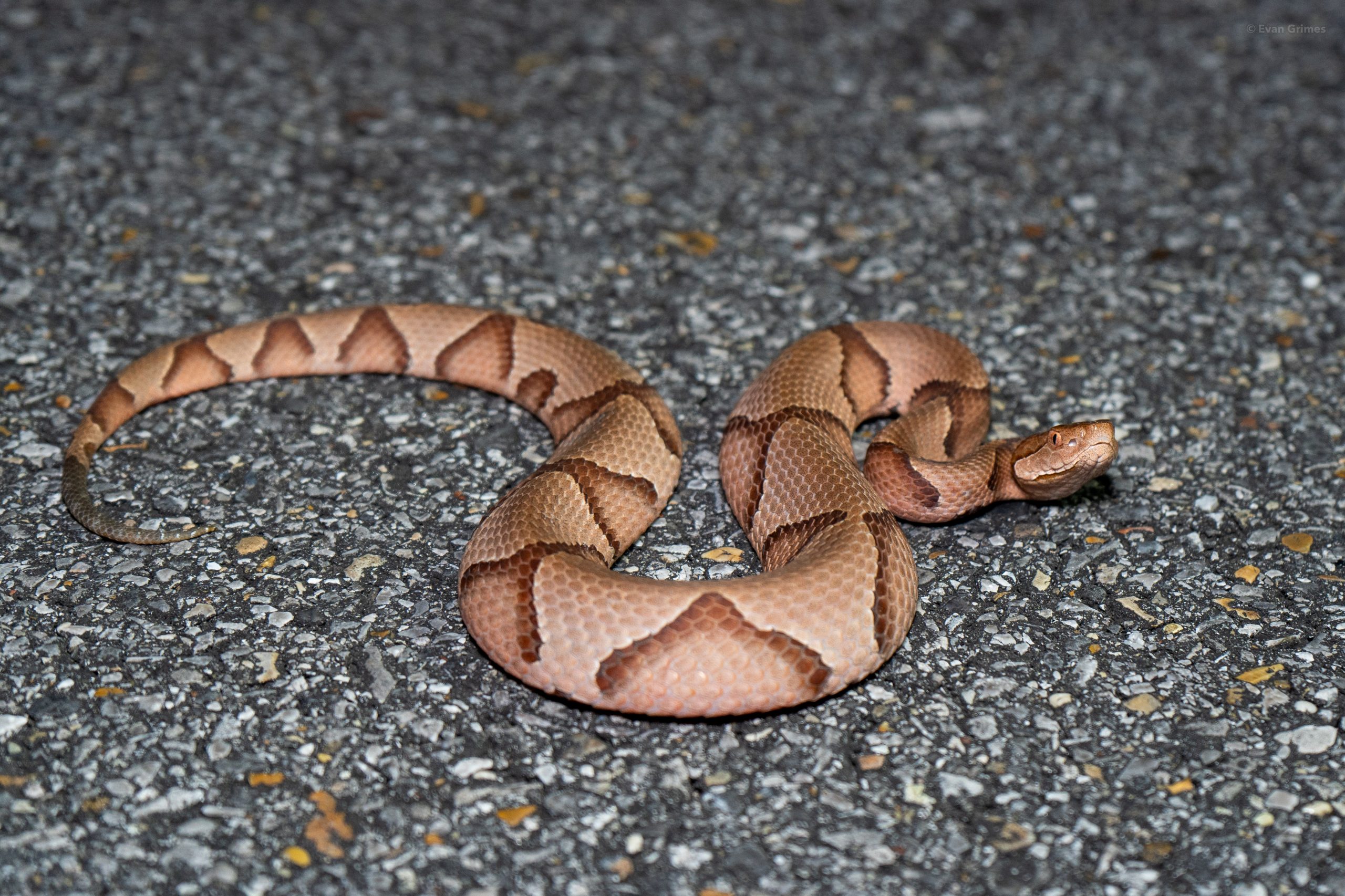 How to Identify Copperheads in Oklahoma: Complete Species Guide