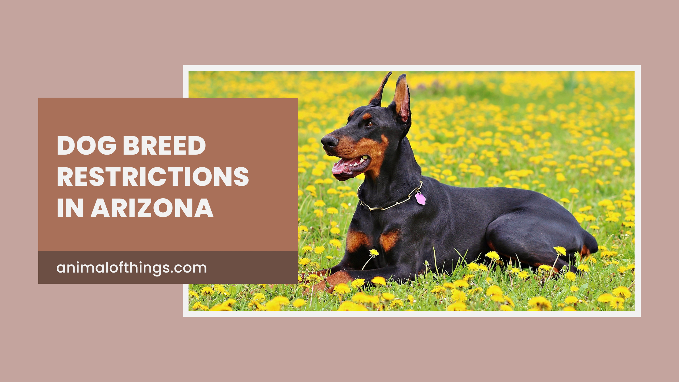 Dog Breed Restrictions In Arizona What Pet Owners Need To Know In 2025 Dog Breed Restrictions In Arizona
