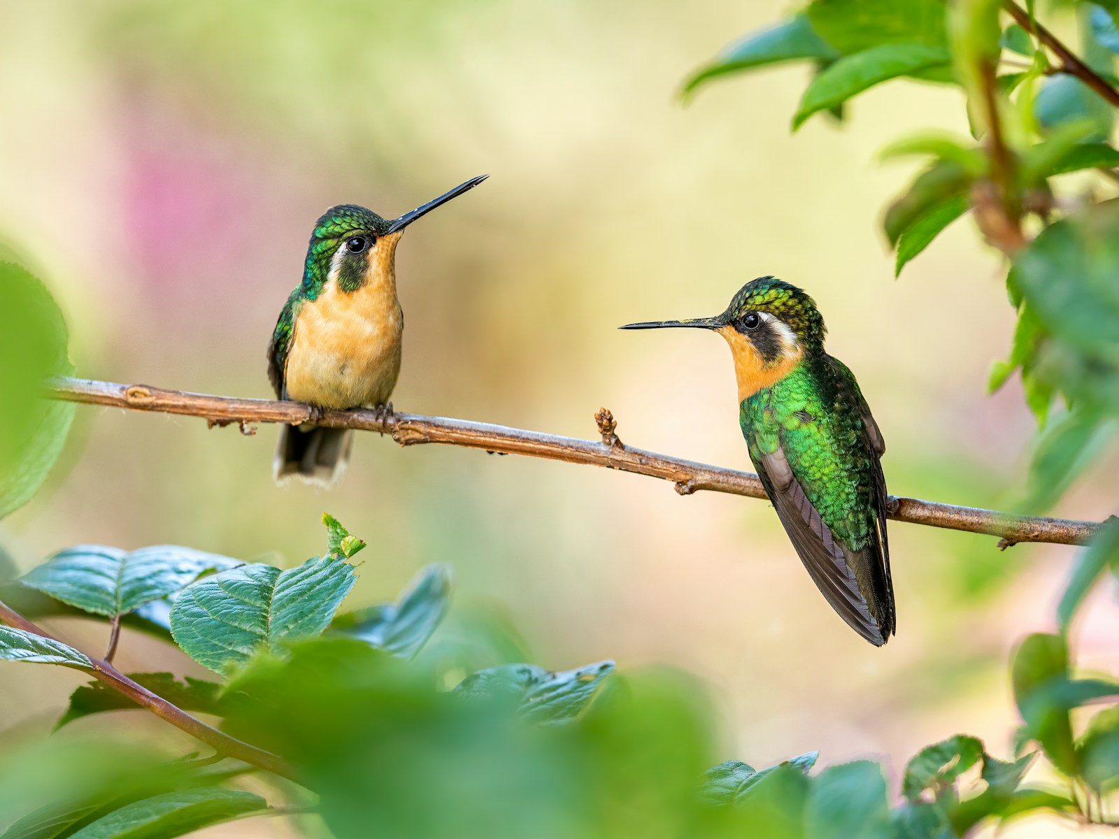 8 Hummingbird Species You Can Spot in Idaho (Plus When and Where to 8 Hummingbird Species You Can Spot in Idaho (Plus When and Where to