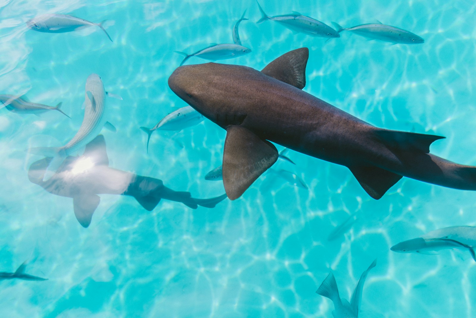 9 Sharks in Tampa Bay That Every Florida Swimmer Should Recognize