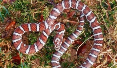 striped snakes in texas