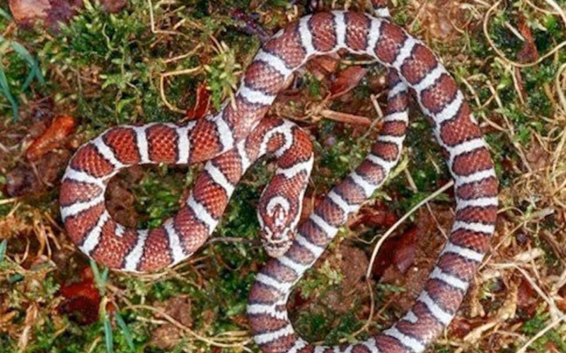 striped snakes in texas