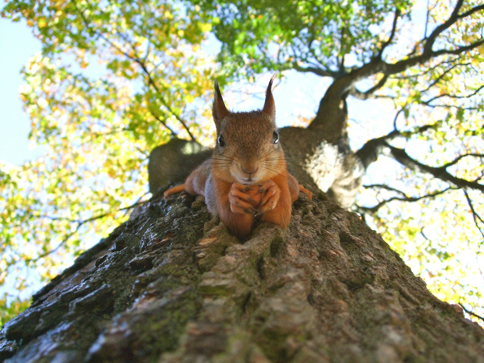 9 Types of Squirrels in Michigan Complete Identification Guide (With