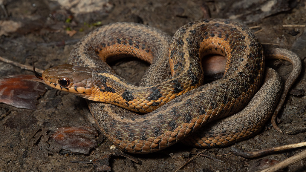 Eastern Plains Garter Snake