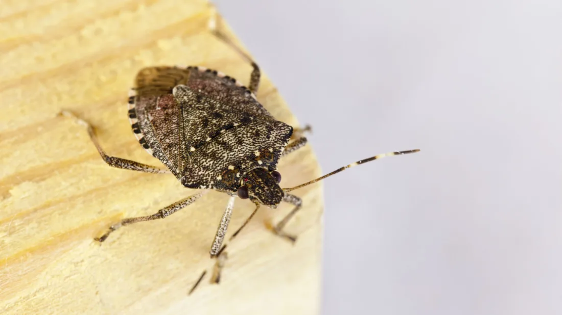 How to Identify 10 Insects That Smell When Squished (Before It's Too Late)