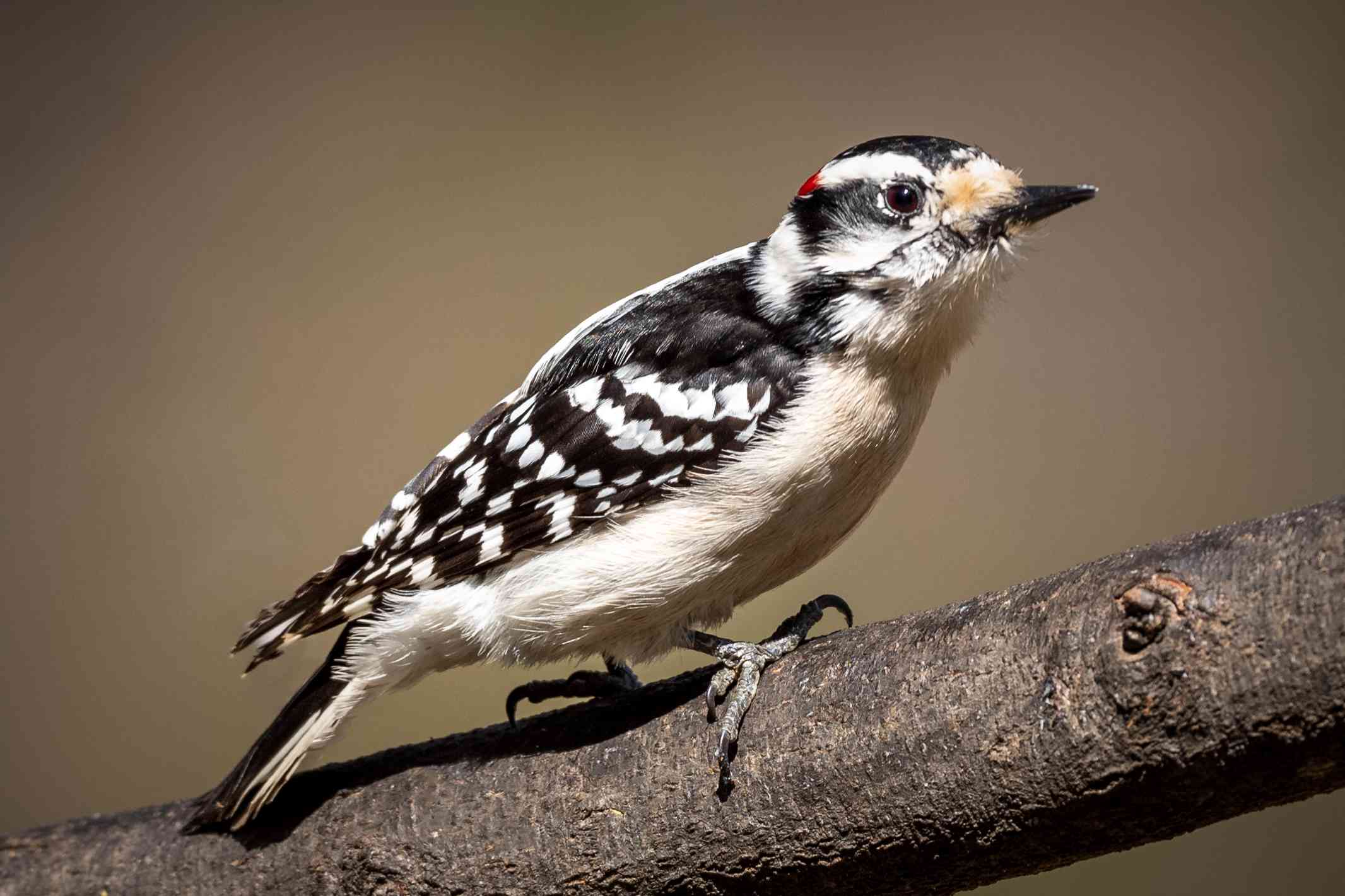 types of woodpeckers in the midwest