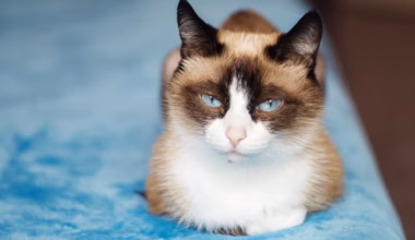 what breeds make a snowshoe cat