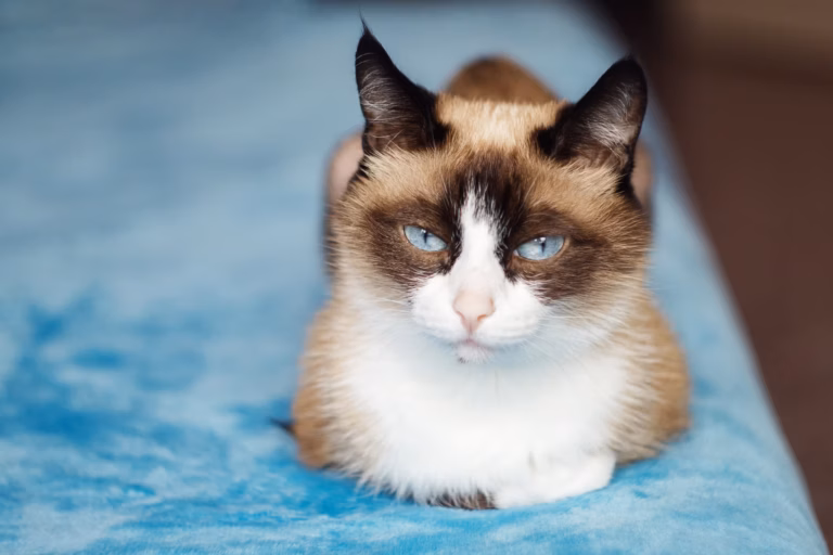 what breeds make a snowshoe cat