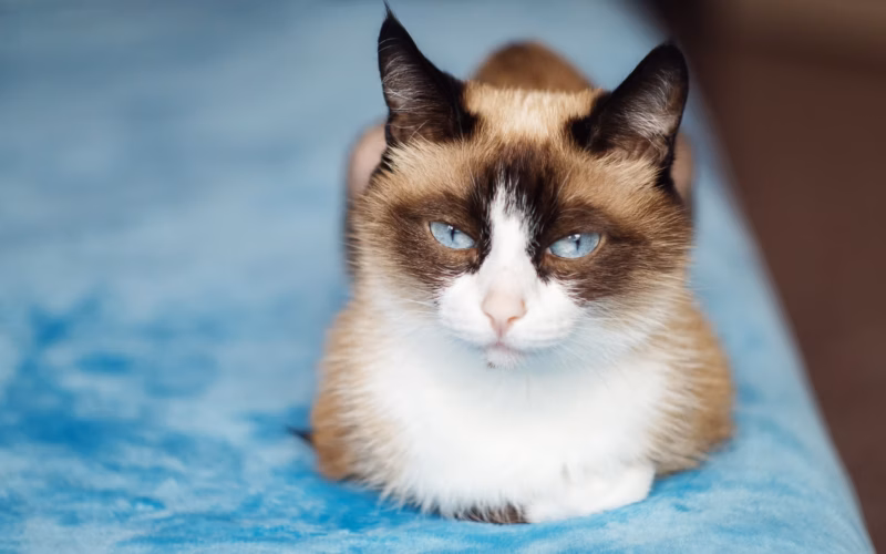 what breeds make a snowshoe cat