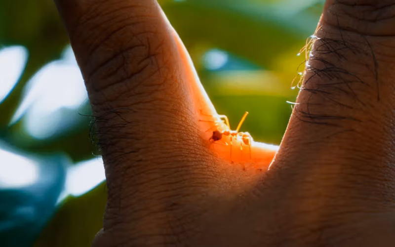 biting ants in vermont
