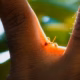 biting ants in vermont