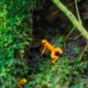 frogs that are poisonous in florida