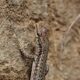 lizards in south carolina