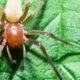 types of sac spiders