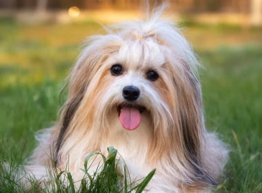 what two breeds make a havanese