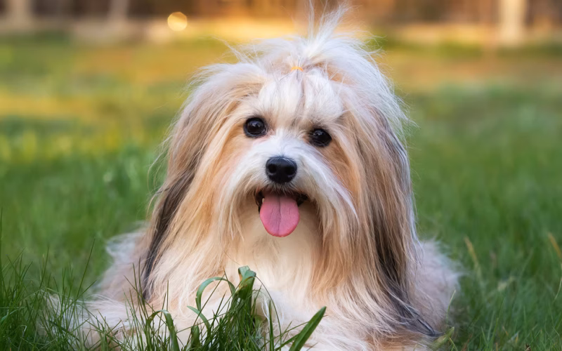 what two breeds make a havanese