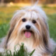 what two breeds make a havanese