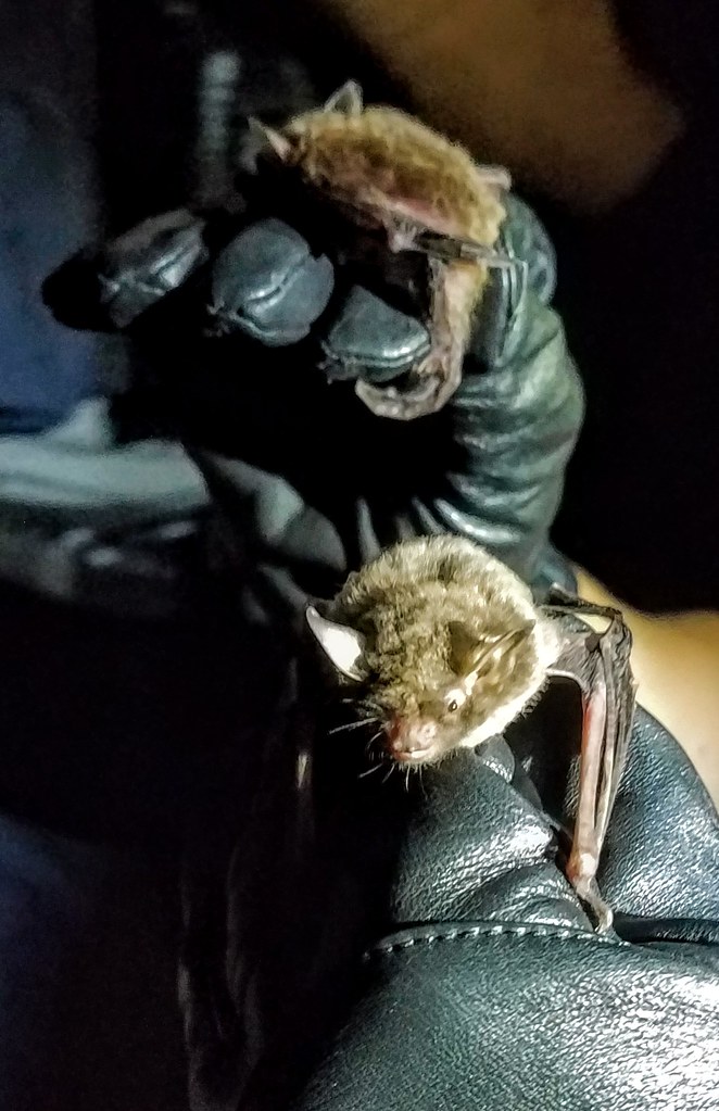Cave Myotis