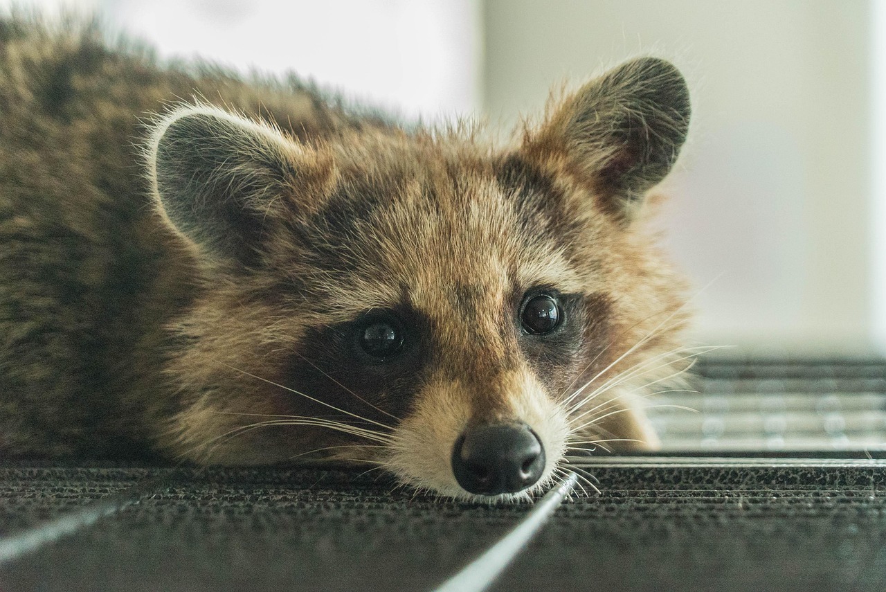 Predator Control Racoons Raccoon Predators: The Wild Animals That Actually Control Masked Bandit ...