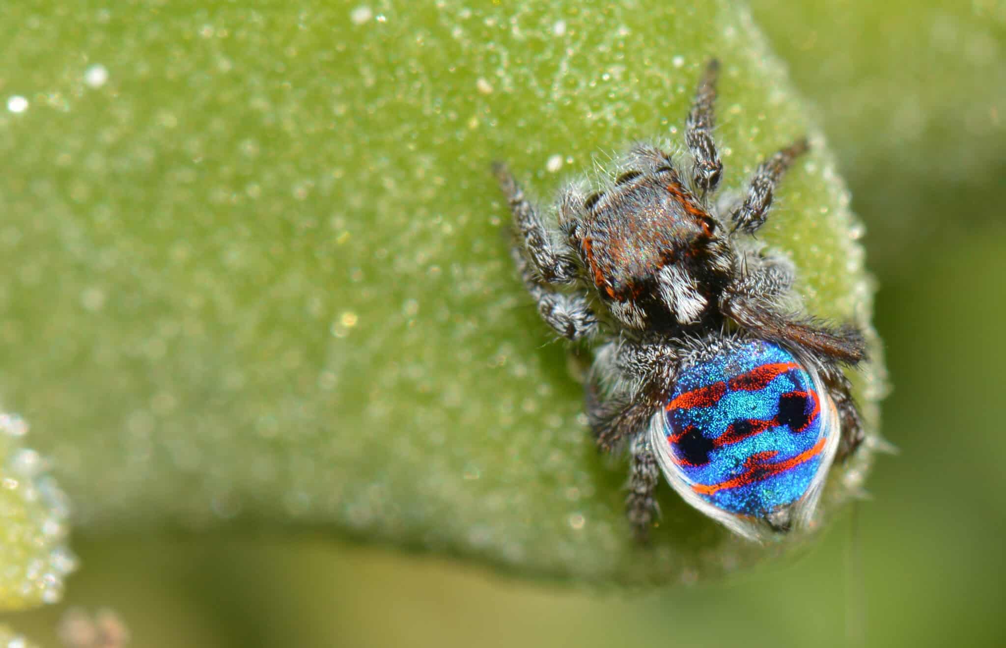 Venmon Insect 17 Venomous Animals in San Diego You Should Know How to Identify