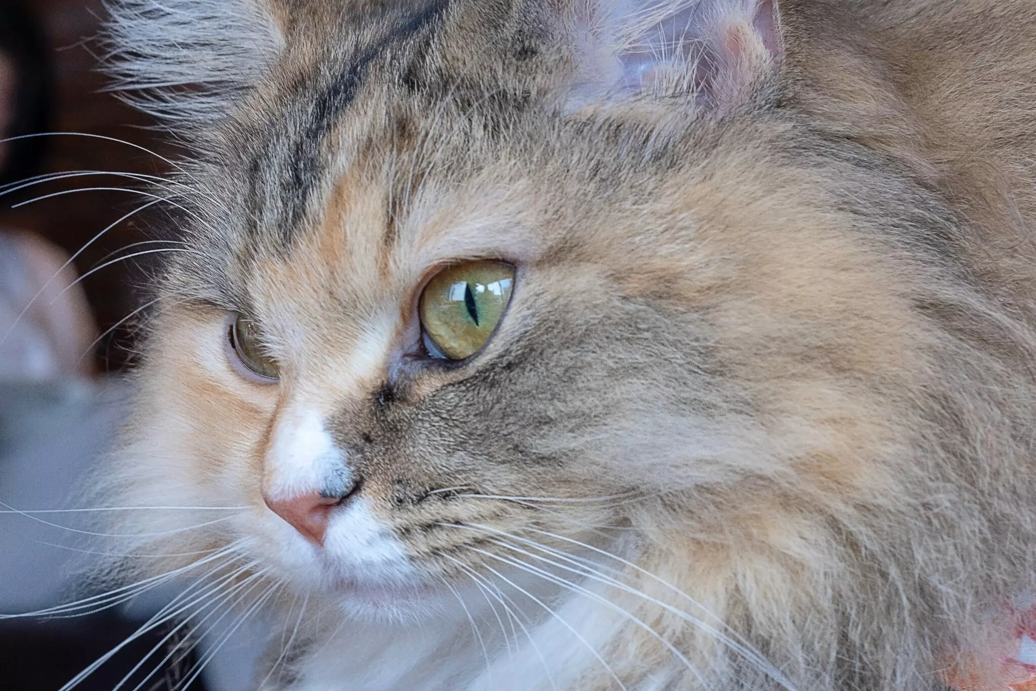 10 Facts About Ragamuffin Cats Every Feline Lover Should Know