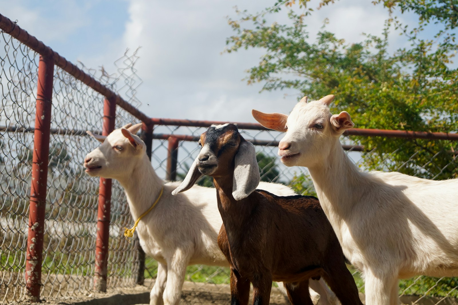 Goat Restriction Can You Legally Own Goats in California? Requirements, Permits, and ...