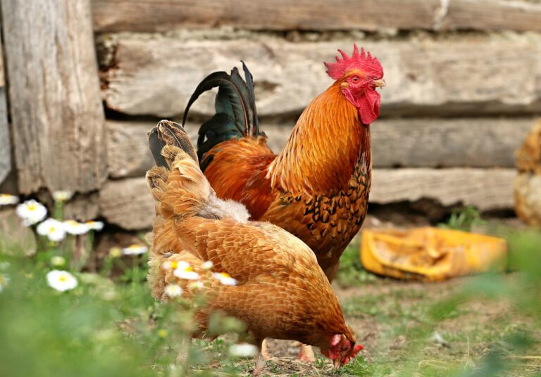 Rooster crowing laws in Florida