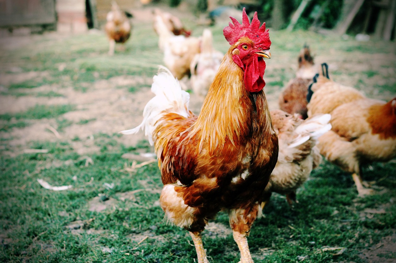 Rooster Crowing Laws in New Jersey: What You Need to Know Before Your ...