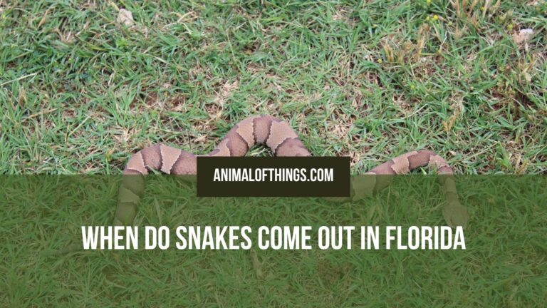 When do snakes come out in Florida