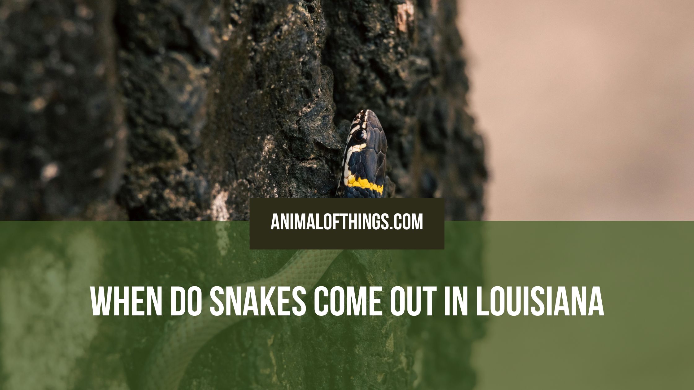 Watch Out Snake Snake Season in Louisiana: When Snakes Come Out and What to Watch For