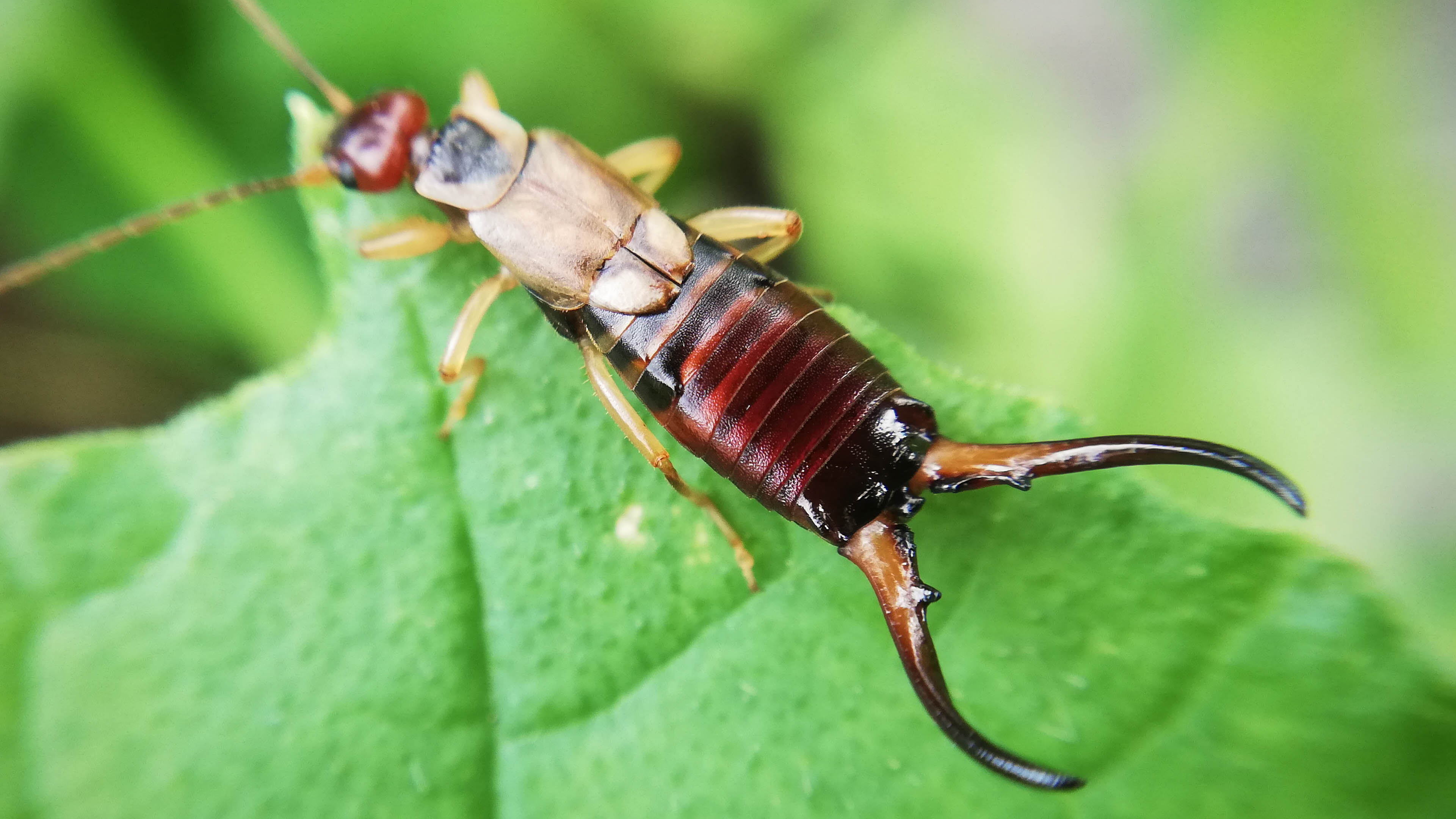 earwigs in florida